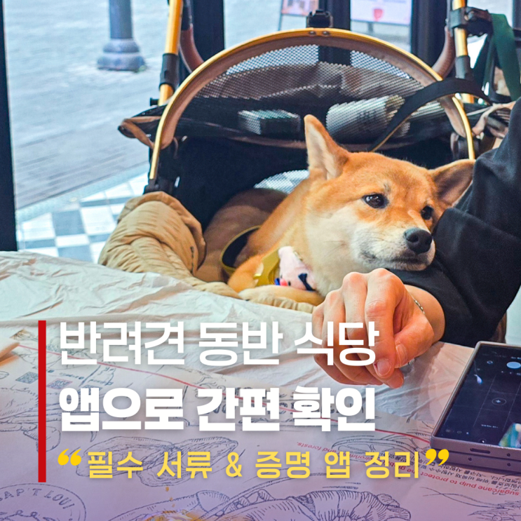  반려견 동반 식당 갈 때 필요한 서류와 확인 앱 정리