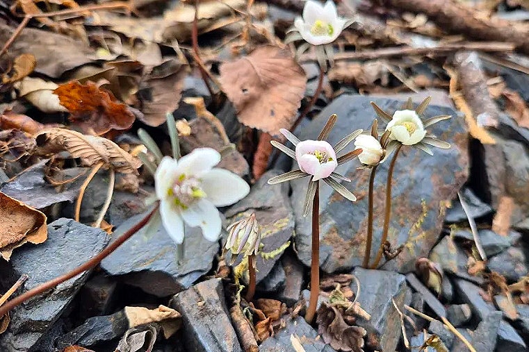 운하산 사진 1