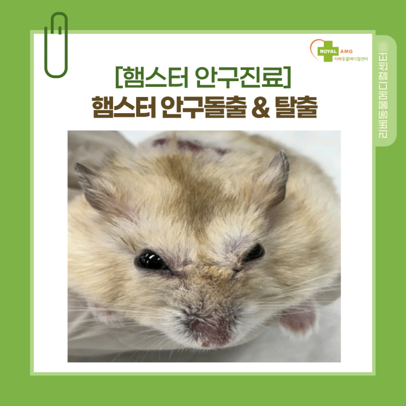 [햄스터 안구진료]햄스터 안구돌출 & 탈출