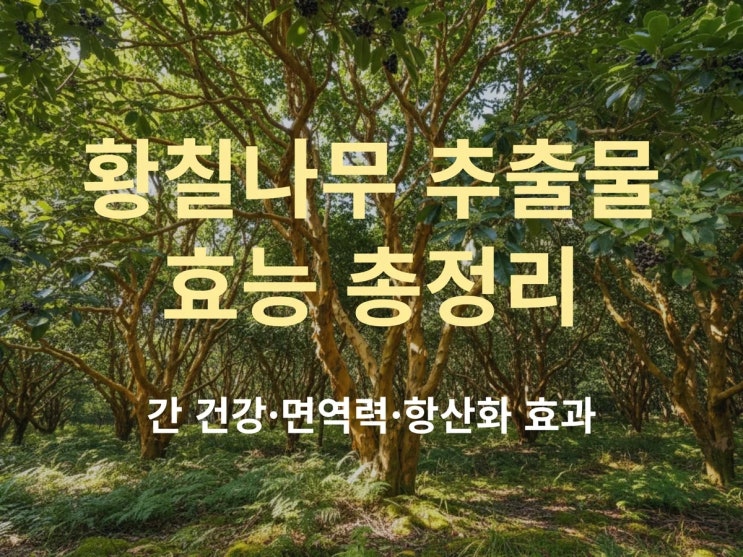  황칠나무 추출물 효능 총정리: 간 건강·면역력·항산화 효과