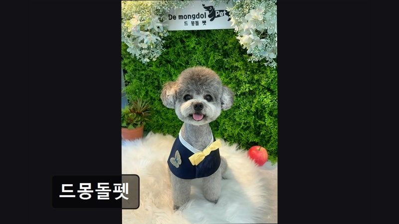 드몽돌펫