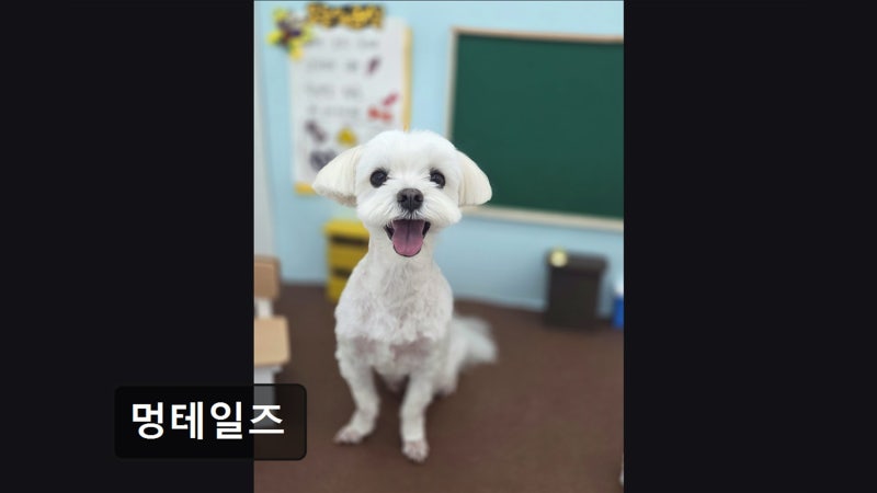 멍테일즈