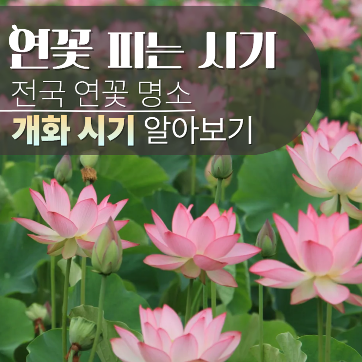  연꽃피는시기 계절 명소 수련 차이?