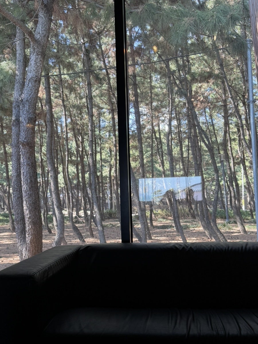 카페나무 사진 6
