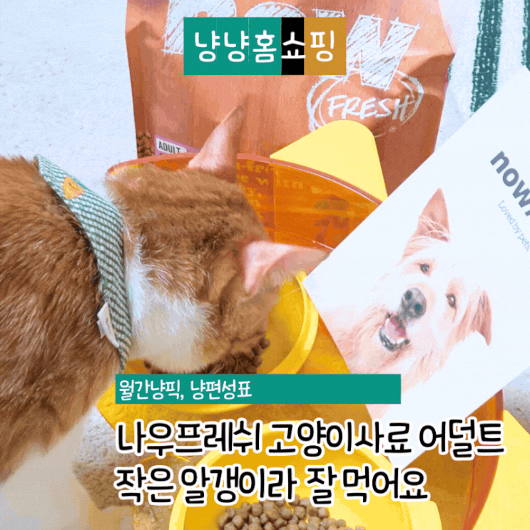 나우프레쉬 고양이사료 어덜트 급여 후기 작은 알갱이라 고양이가 잘 먹어요