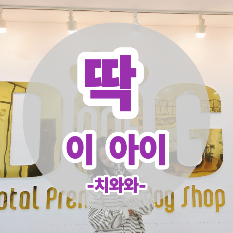  5차 접종 배변훈련 완료 된 치와와 세종 원독에서 새 가족 만났어요