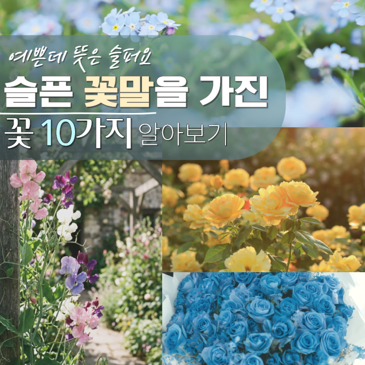  슬픈 꽃말 모음 꽃 종류 10가지
