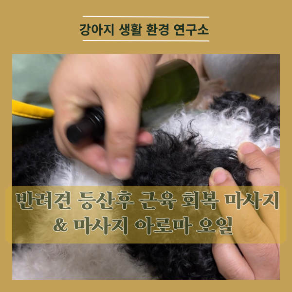  반려견 등산 후 근육 회복 마사지 & 마사지 아로마 오일