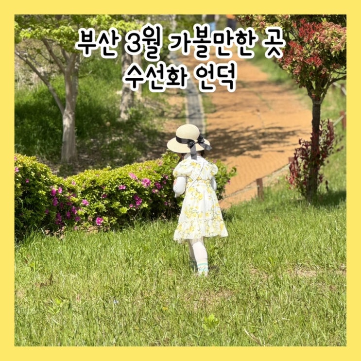  부산 봄꽃 명소  오륙도 수선화 보러 가기