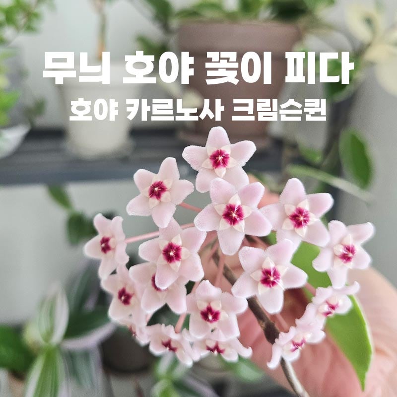 [무늬호야] 만 3년만에 첫 꽃을 피운 호야 카르노사 크림슨 퀸