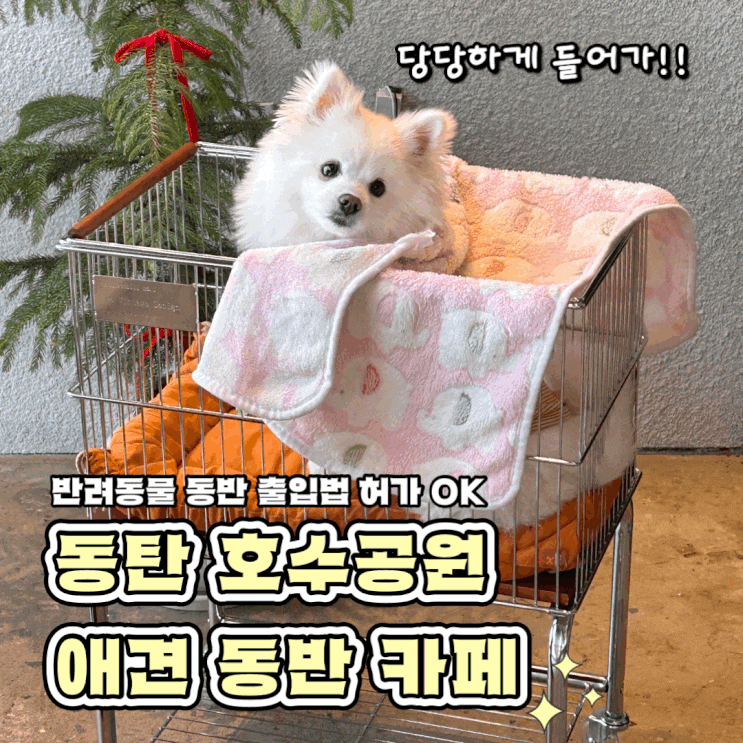  동탄 호수 공원 반려동물 동반 출입법 허가받은 애견 동반 카페 디포유