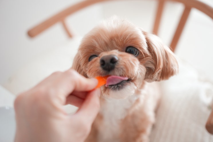  강아지 고양이 당근 먹어도 될까요?