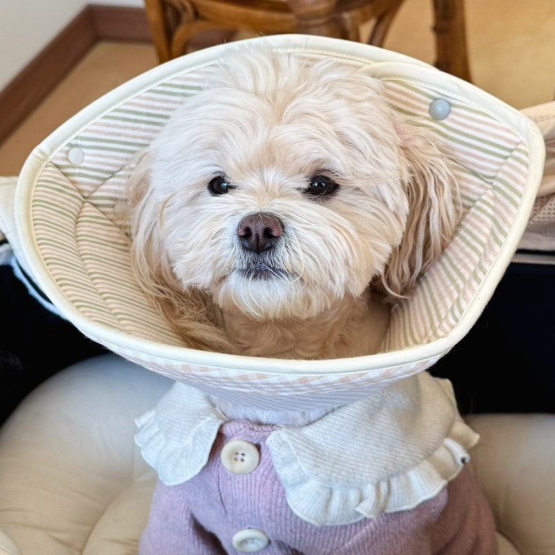 사진 11