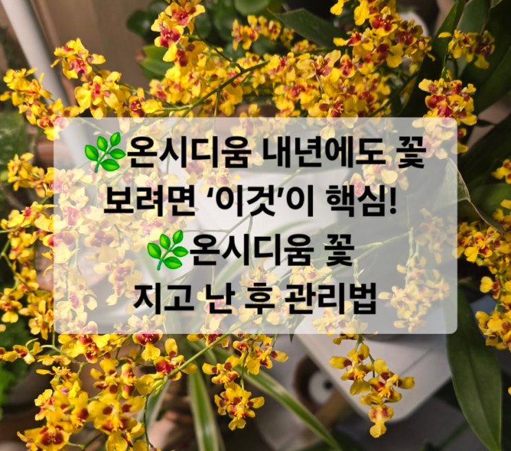  온시디움 내년에도 꽃 보려면 ‘이것’이 핵심! /온시디움 꽃 지고 난 후 관리법