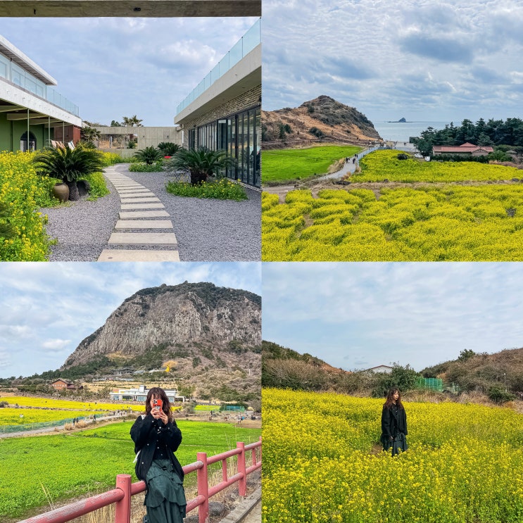  제주 서귀포 유채꽃 명소 소색채본 포토존 산방산 실시간 개화