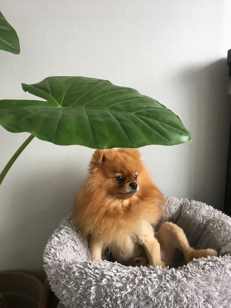 아페토 마약방석 강아지방석 후기｜ 7년 실사용 (포메 인삼이 최애)
