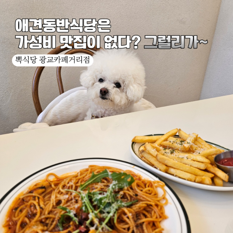  광교 애견동반 식당  뽁식당 광교카페거리점 갓성비 메뉴 4개 부수고 온 찐후기 