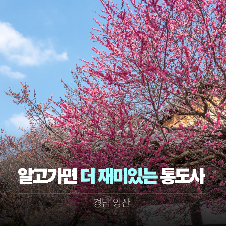  양산 통도사 홍매화 자장매 우담바라를 찾아서