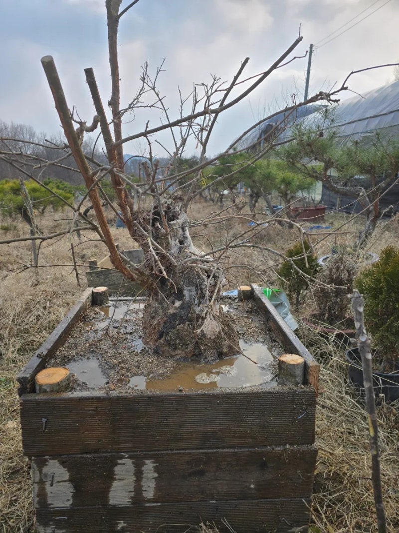 운치 풍치의 느릅나무 고목 분재 집중 배양