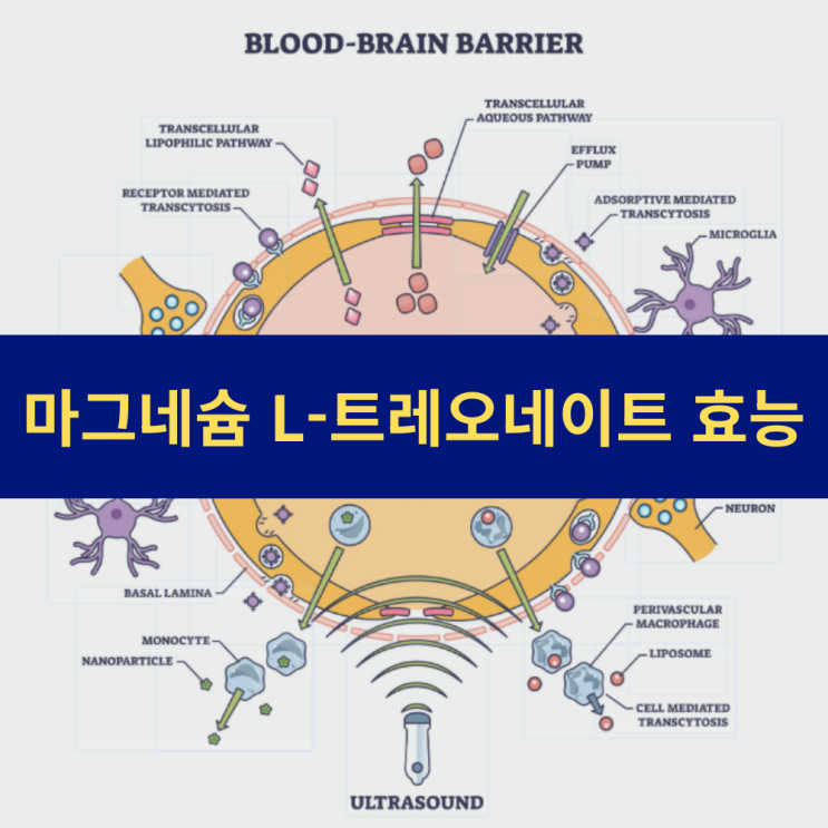  치매예방 마그네슘  L-트레오네이트 기억력 수면 개선 영양제 마그테인