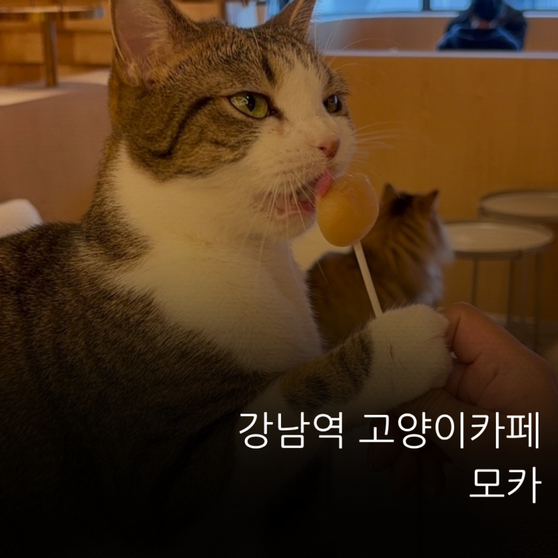 강남역 고양이카페 모카에서 애교 많은 고양이들과 놀기 | 강남역 이색데이트 추천!