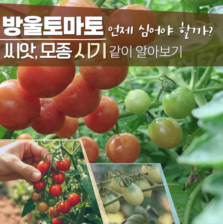  방울토마토 심는시기 방법 모종 씨앗