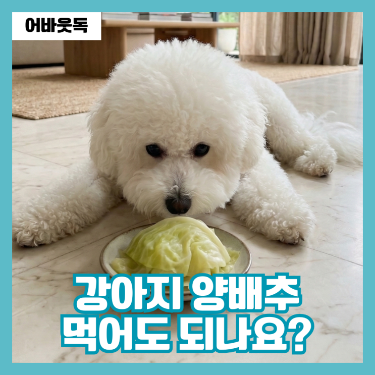  강아지 양배추 급여 방법 권장량 총정리