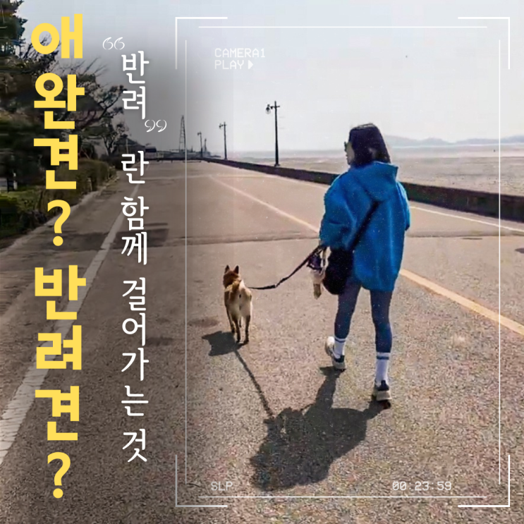  애완견? 반려견? '반려동물'이라는 말은 언제, 왜 생겼을까
