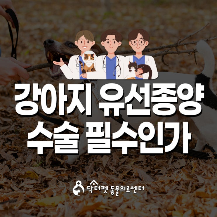  강아지 유선종양 수술 꼭 해야 하나요? 지켜봐도 될까요? 부산 동물병원