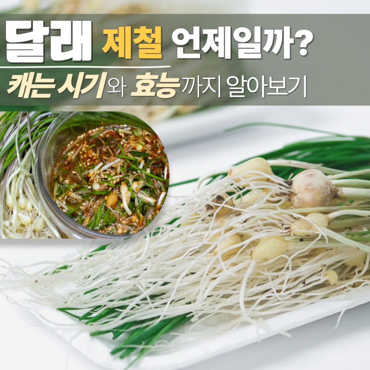  달래 철 캐는 시기 영양성분 효능
