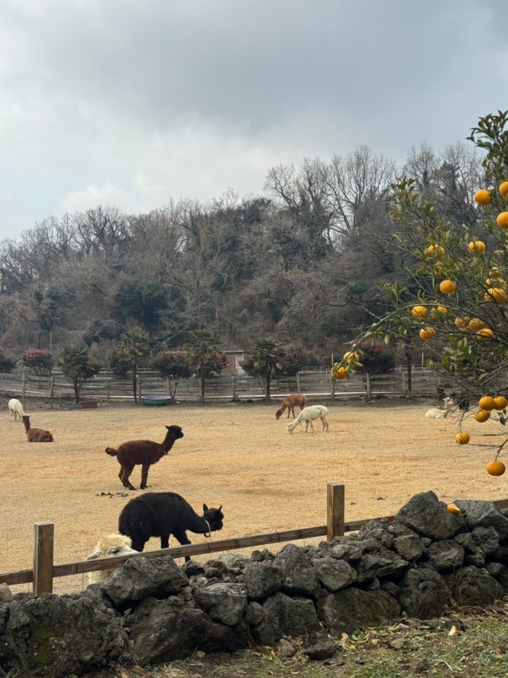  제주도 동물원 알파카한테 침맞은 사람의 도치돌알파카목장 후기