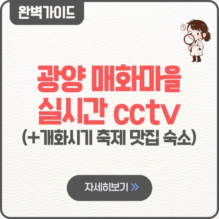  광양 매화마을 실시간 cctv 바로가기 | 개화시기 축제 맛집 숙소
