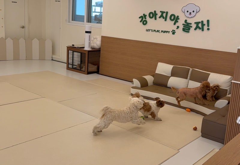 강아지야놀자