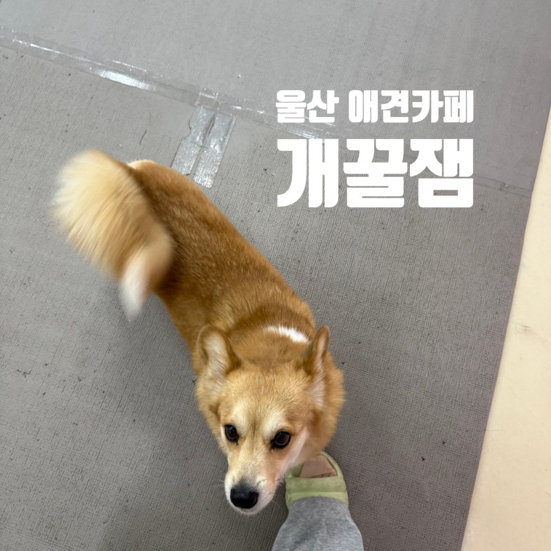 개꿀잼애견카페