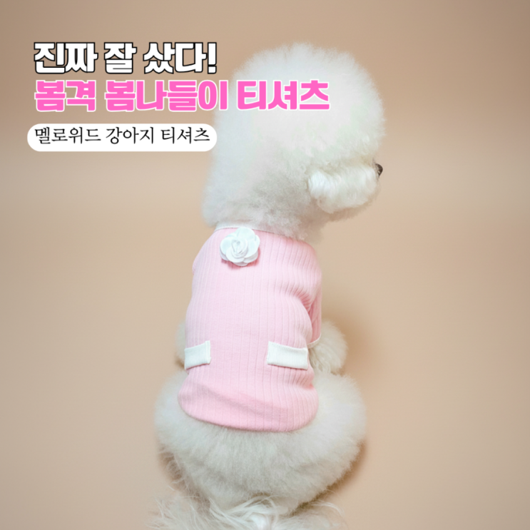  강아지 봄옷 추천! 멜로위드 강아지 티셔츠 핑크 M사이즈 찐후기 (비숑 4.6kg) 
