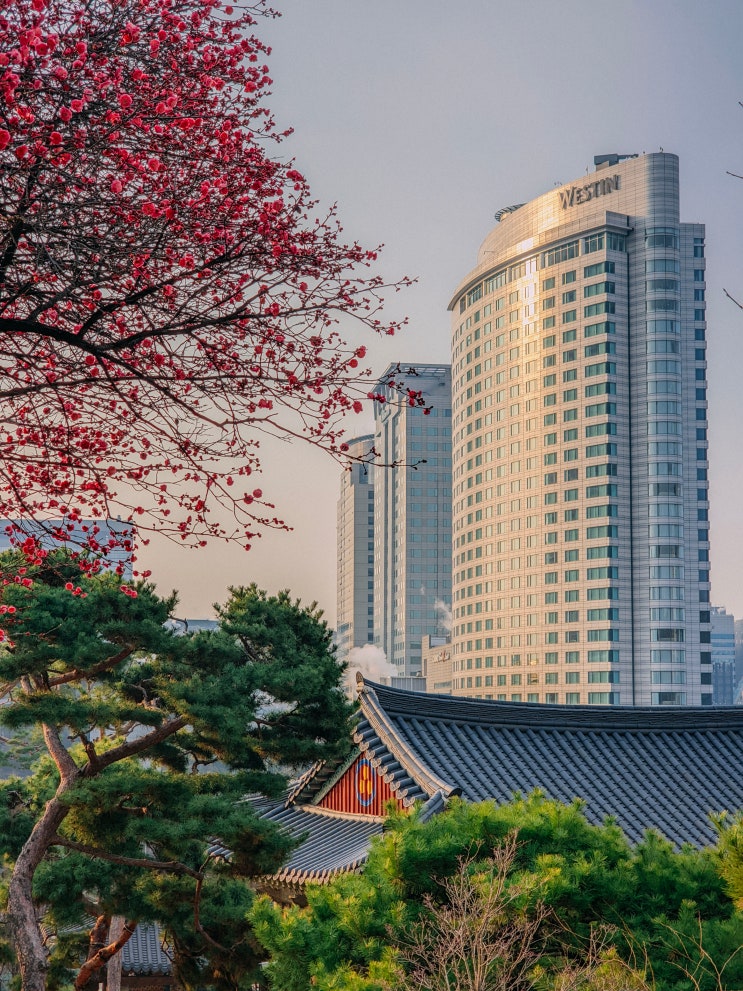  서울 홍매화 명소, 강남 봉은사(주차장, 가는법)