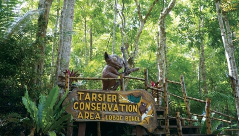 필리핀 보홀 여행 명소 가볼만한 곳 – 타르시어 안경원숭이 보호구역 (세계에서 가장 작은 원숭이를 가까이서 볼 수 있는 곳)