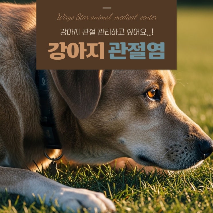  강아지 관절염 증상, 삶의 질 높이는 관리 팁