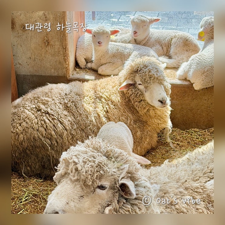  겨울여행막차 국내여행 강원도 여행 대관령 하늘목장