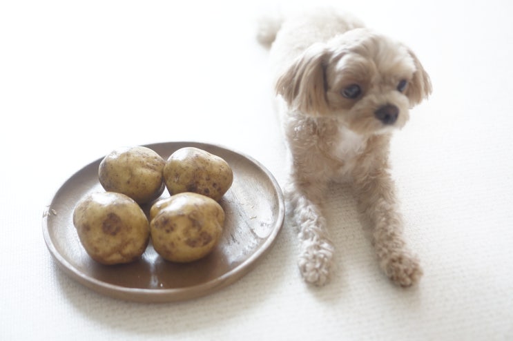  고양이 강아지 감자, 이렇게 주면 독이 돼요