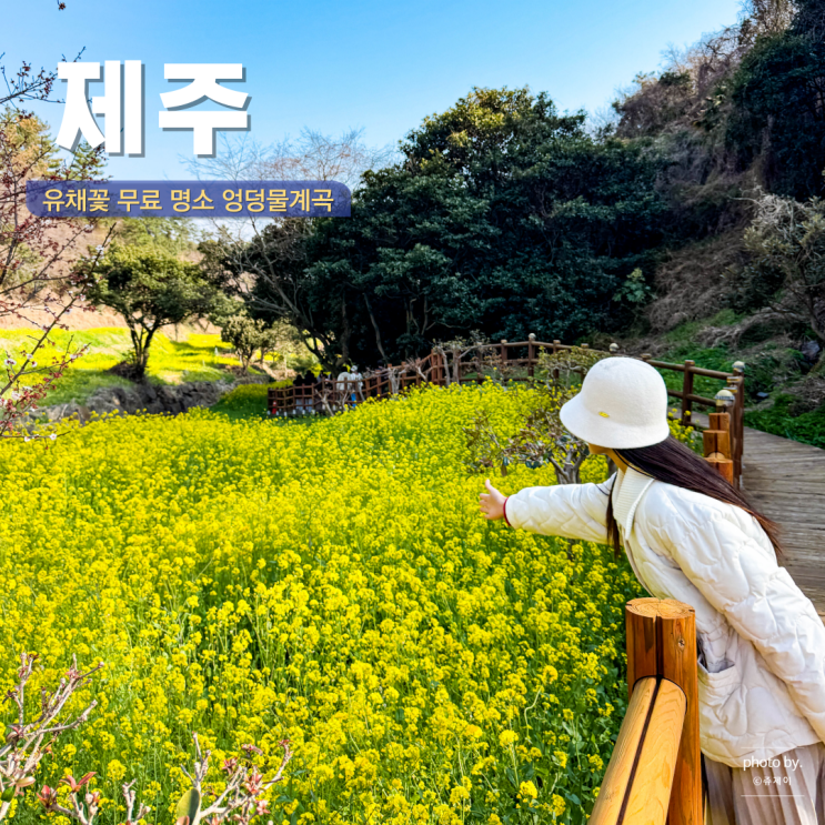  제주 유채꽃 무료 엉덩물계곡 지금 만개 제주도 3월 여행 중문 가볼만한 곳