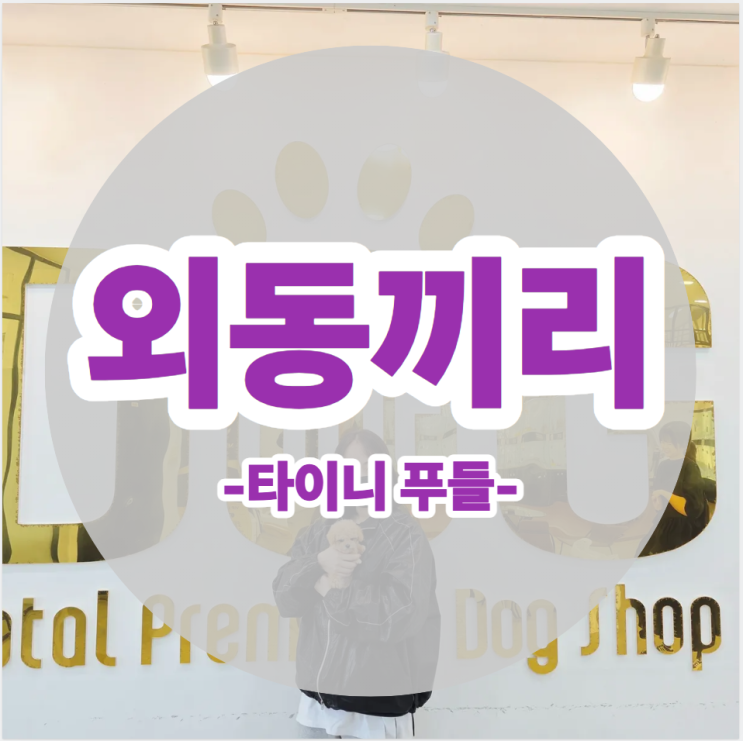  외동딸이 외동딸을 만난 날 , 세종 원독 타이니 푸들 분양 이야기