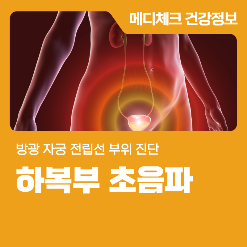 하복부 초음파 방광 자궁 전립선 부위 진단