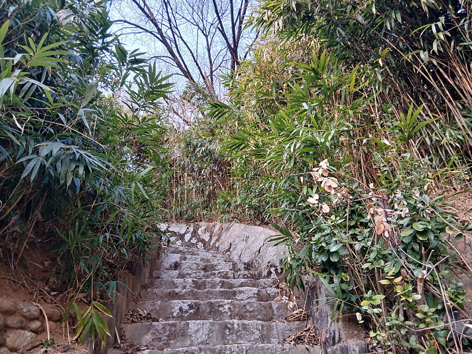 연래춘 사진 4