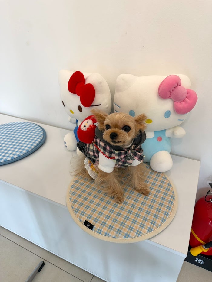 초코코 사진 5