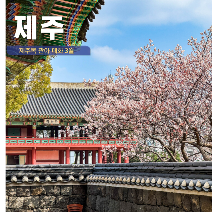  제주도 3월 여행 제주 매화 명소 제주목관아 제주공항근처 가볼만한곳