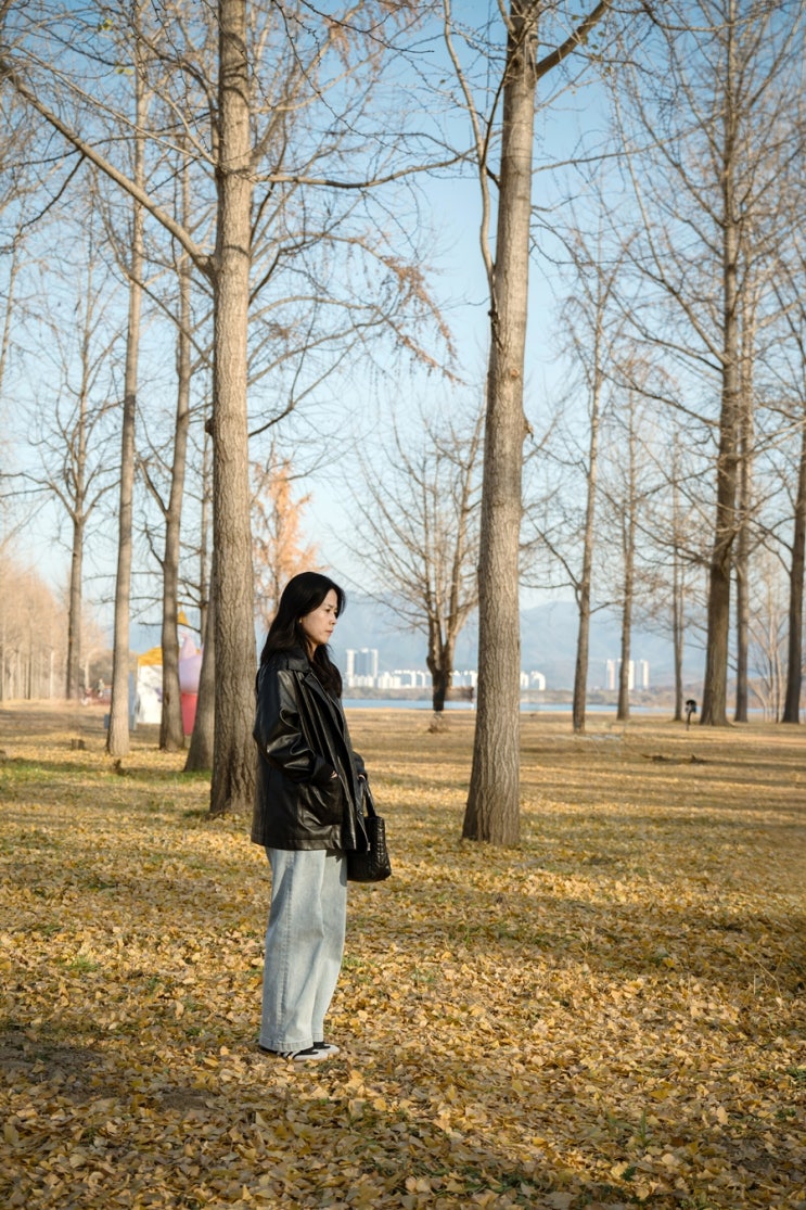  경북 고령 가볼만한 곳｜다산 은행나무숲에는 가을이 지나갔다