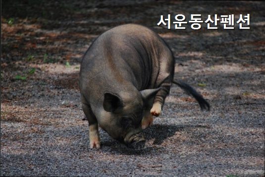 Seoundongsan Pensyeon photo 2