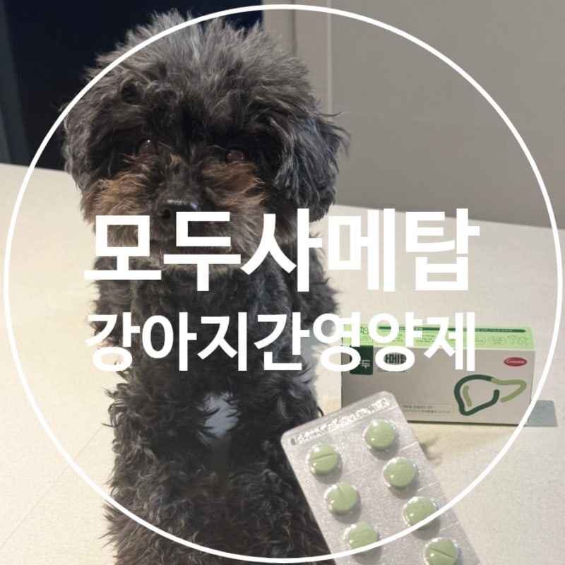 대표 강아지 간영양제 케어사이드 사메탑 업그레이드 모두사메탑 프리미엄