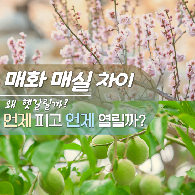  매화 매실 차이점? 개화 수확 시기